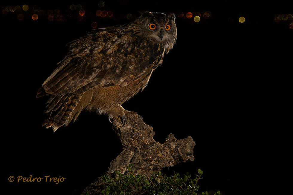 Búho real (Bubo bubo).